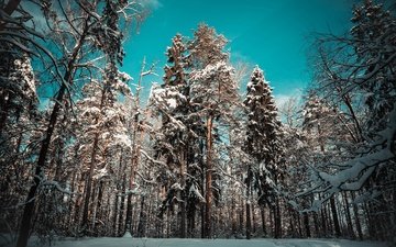 деревья, снег, природа, дерево, лес, зима, пейзаж, сосны, сугробы, сугроб, . зима