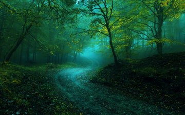 дорога, деревья, лес, пейзаж, туман