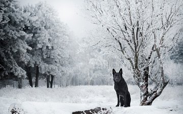 снег, зима, взгляд, чёрно-белое, черная, немецкая овчарка, овчарка