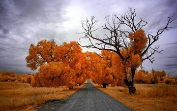 небо, дорога, деревья, природа, пейзаж, осень
