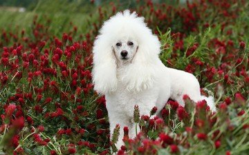 глаза, цветы, взгляд, белый, собака, пудель