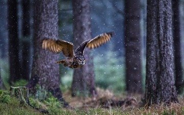сова, лес, полет, крылья, птица, сова лес полет крылья птица owi forest flight wings dirb