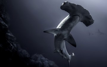 акула, подводный мир, акула-молот
