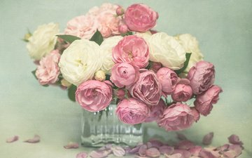 цветы, розы, лепестки, букет, розовые, белые, ваза