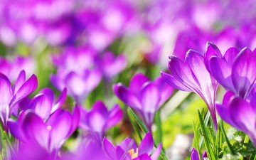 цветы, весна, фиолетовые, крокусы