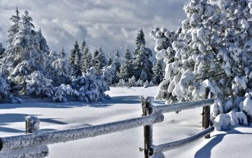 деревья, снег, природа, зима, забор, изгородь