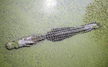 вода, крокодил, водоросли, ряска, аллигатор