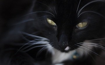 морда, кот, шерсть, кошка, чёрная кошка, желтые глаза