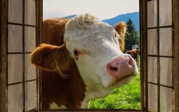 морда, окно, любопытство, корова, ферма