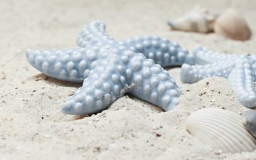 берег, песок, ракушки, ракушка, морская звезда, морские звезды