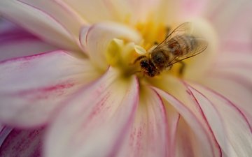 насекомое, цветок, лепестки, пчела, георгин