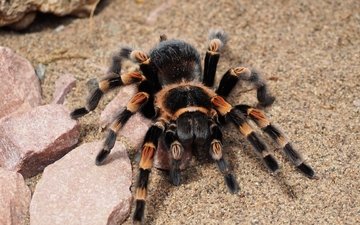 паук, крупным планом, тарантул
