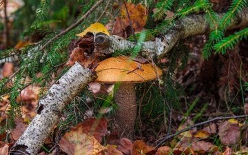природа, лес, листья, осень, гриб