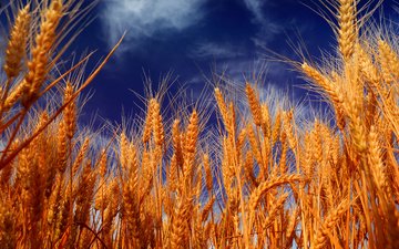 небо, облака, природа, поле, колосья, пшеница
