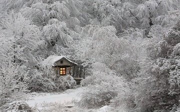 деревья, снег, лес, зима, ветки, иней, домик, окно