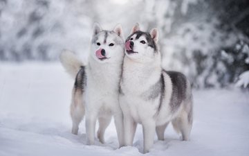 снег, зима, хаски, щенки, собаки