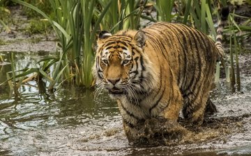 тигр, водоем, хищник, большая кошка, камыш