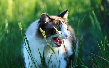 трава, кот, кошка, взгляд, колоски, зубы, язык, оскал
