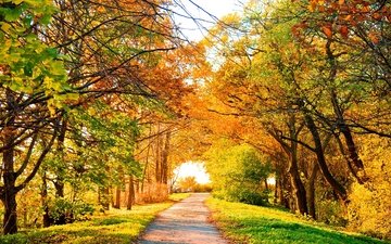 природа, дерево, листья, осень, тропа