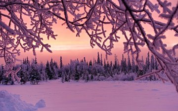 деревья, снег, природа, лес, зима, ветки, иней