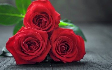 цветы, розы, букет, красные розы