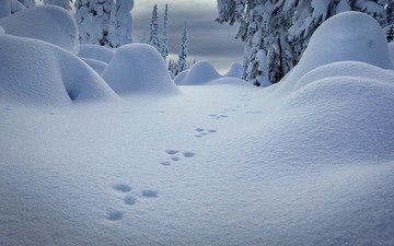 снег, природа, зима, следы, сугробы