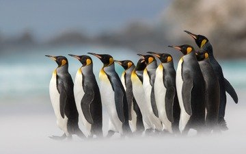 птицы, пингвины, арктика