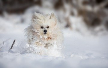 снег, зима, собака, болонка