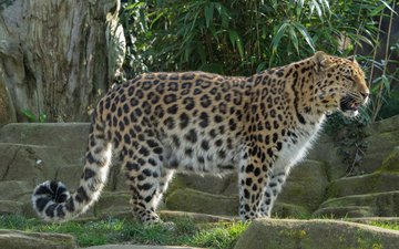 леопард, хищник, дикая кошка, грация, william warby