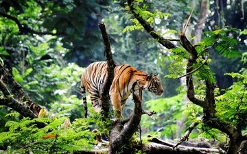 тигр, морда, природа, лес, взгляд, хищник, дикая кошка