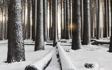 деревья, снег, лес, зима, лучи солнца, стволы