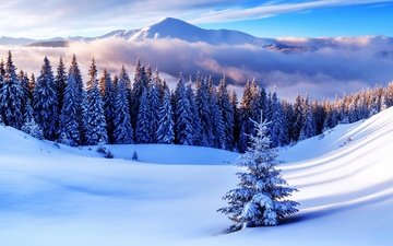 небо, облака, деревья, снег, елка, лес, зима, сугробы
