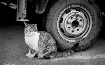 глаза, фон, кот, кошка, взгляд, чёрно-белое, колесо