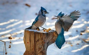 снег, орехи, зима, крылья, птицы, клюв, перья, пень, драка, голубая сойка