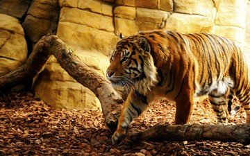 тигр, морда, взгляд, хищник, дикая кошка, солнечный свет