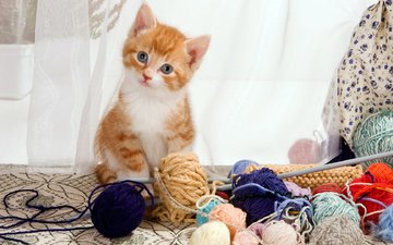 кот, мордочка, усы, кошка, взгляд, котенок, окно, малыш, клубки, спицы, вязание, пряжа, рыжый
