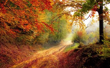 свет, дорога, деревья, природа, лес, пейзаж, утро, туман, осень