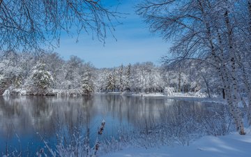 озеро, снег, природа, дерево, зима, пейзаж, парк, сша, штат массачусетс