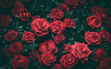 цветы, бутоны, розы, красные, куст