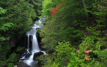 лес, водопад, япония, японии, хонсю, каскад, nikko national park, национальный парк никко