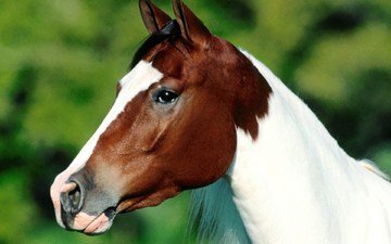 глаза, морда, лошадь, профиль, уши, конь