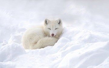 снег, зима, песец, полярная лисица