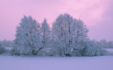 деревья, снег, природа, зима, пейзаж