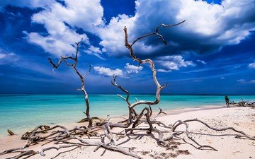 небо, облака, вода, природа, пейзаж, море, песок, пляж, куба, мертвые деревья, карибский бассейн