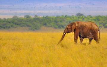 слон, африка, саванна, хобот