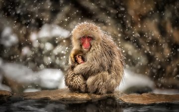 снег, зима, ребенок, обезьяны, мать, японский макак
