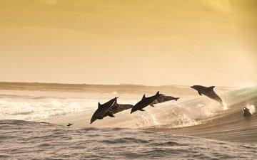море, животные, прыжок, океан, дельфины