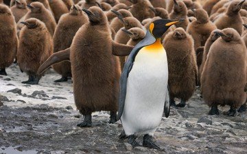 птицы, пингвин, дикая природа, пингвины, детеныши