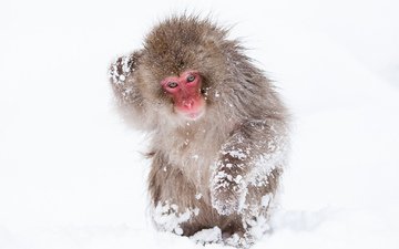 снег, обезьяна, обезьянка, макака, японский макак, снежная обезьяна