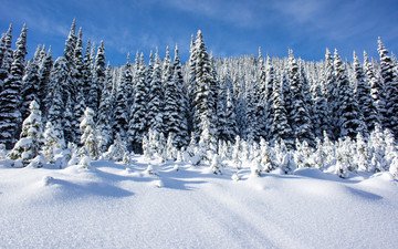небо, деревья, снег, лес, зима, пейзаж, сугробы